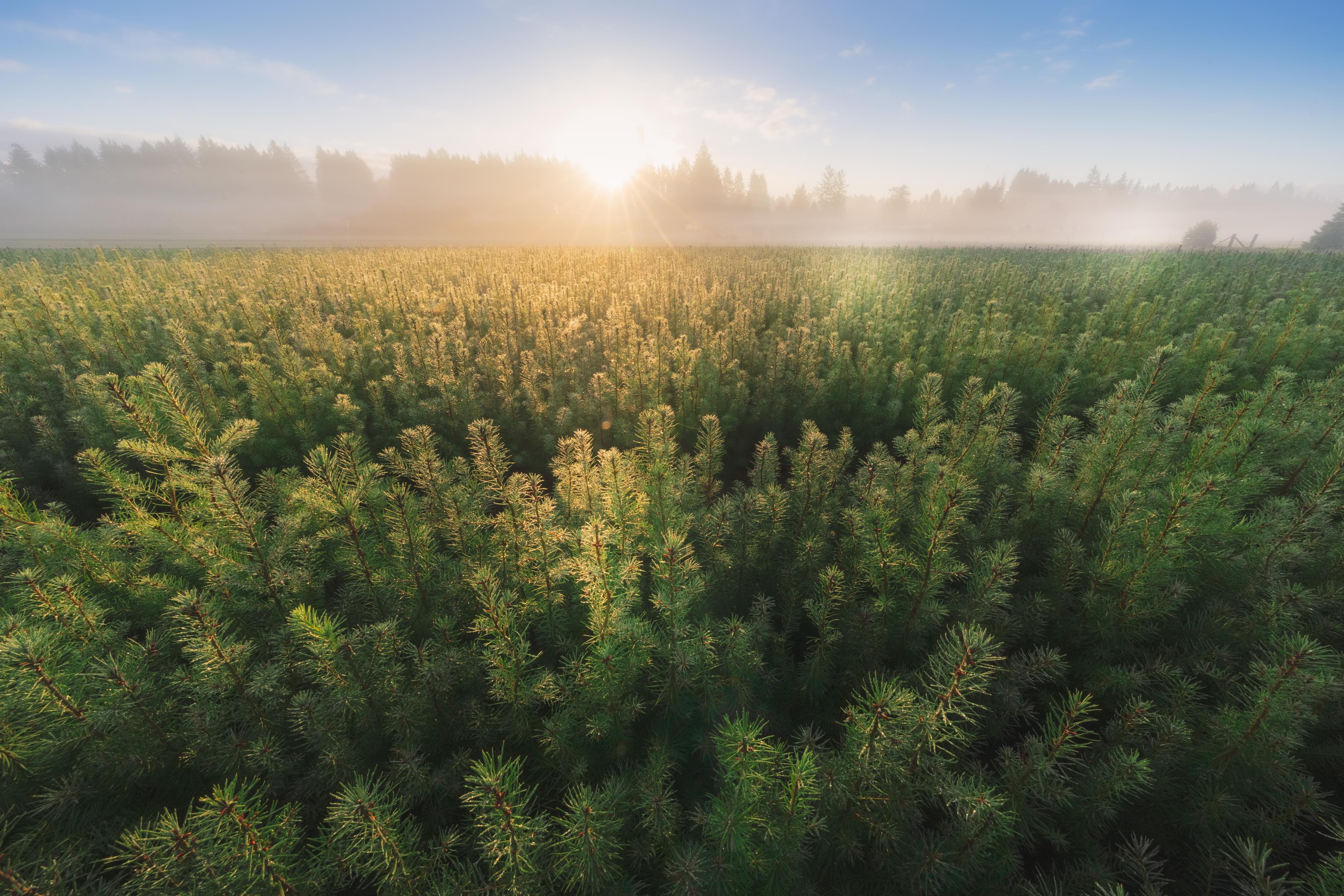 Drones over a forest